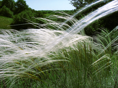 Stipa pulcherrima K.Koch