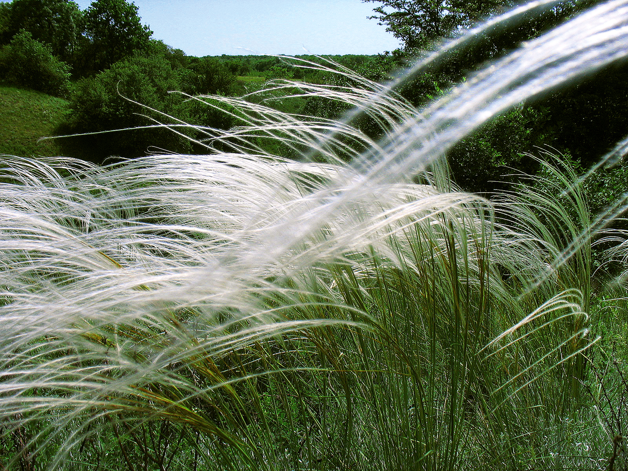 Stipa pulcherrima