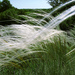 Golden Feather Grass - Photo (c) Vadyum Manyuk, some rights reserved (CC BY-SA)