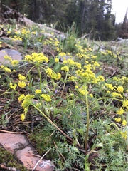 Lomatium sandbergii