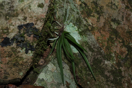 Image of Sarcochilus ceciliae by (c) Greg Tasney, some rights reserved (CC BY-SA)