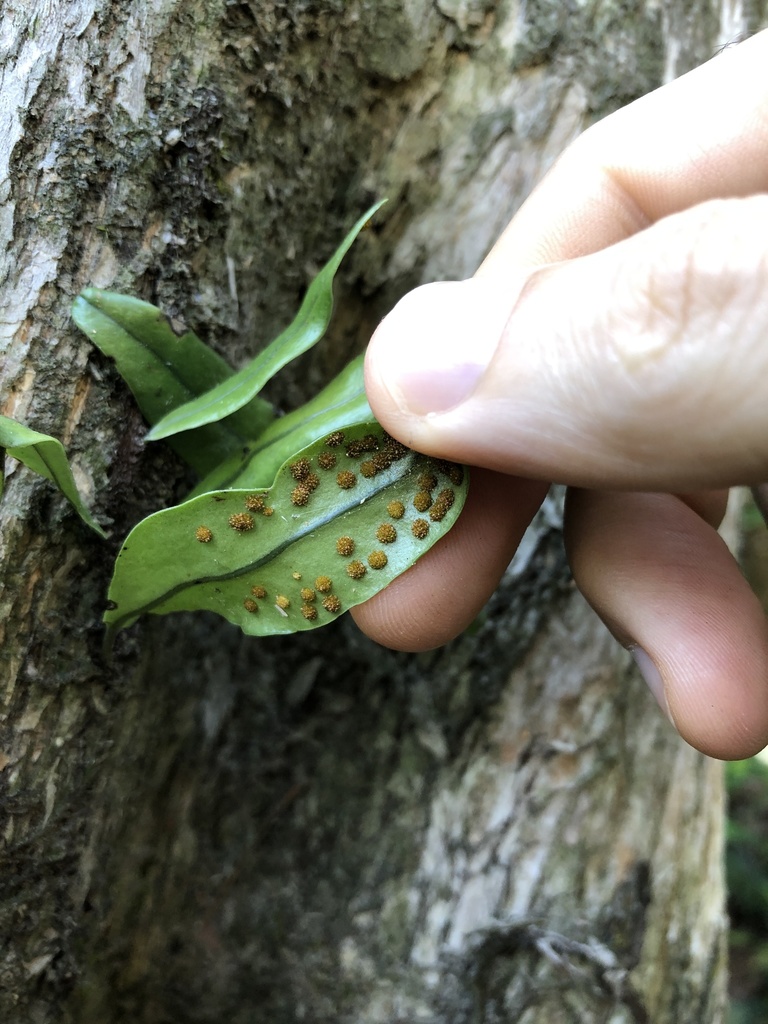 Lepidomicrosorium buergerianum