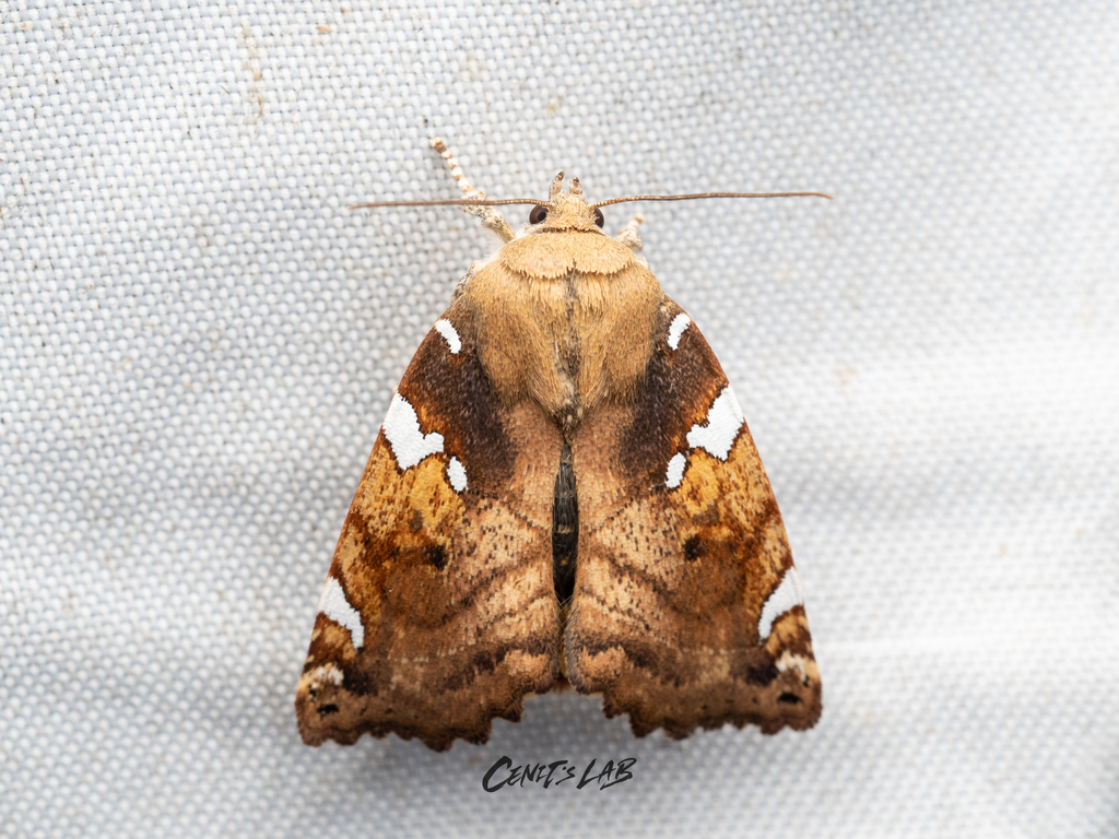 Cosmia
