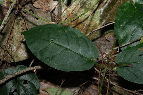 Image of Leichhardtia racemosa by (c) Greg Tasney, some rights reserved (CC BY-SA)