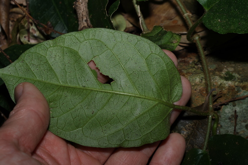 Image of Leichhardtia racemosa by (c) Greg Tasney, some rights reserved (CC BY-SA)