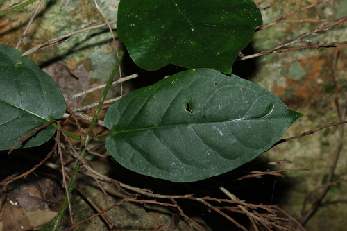 Image of rusty vine by (c) Greg Tasney, some rights reserved (CC BY-SA)