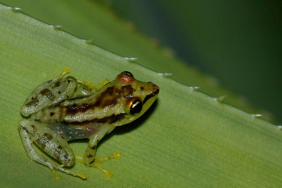 White-Lined Madagascar Frog