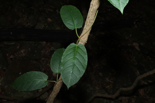 Image of Leichhardtia racemosa by (c) Greg Tasney, some rights reserved (CC BY-SA)