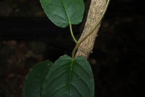Image of Leichhardtia racemosa by (c) Greg Tasney, some rights reserved (CC BY-SA)