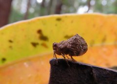 Cotylana angustifrons