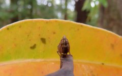 Cotylana angustifrons