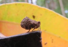 Cotylana angustifrons