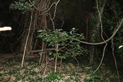 Image of White Beech (Gmelina leichhardtii) by (c) Greg Tasney, some rights reserved (CC BY-SA)
