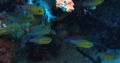 Orangelined Cardinalfish