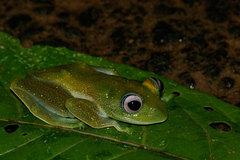 Boophis sandrae