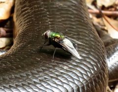 Chrysomya rufifacies