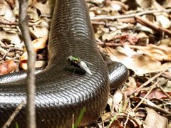 Chrysomya rufifacies