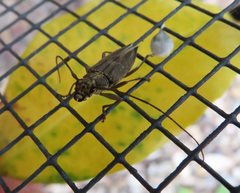 Temnosternus planiusculus