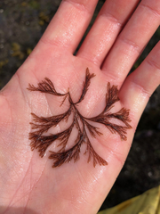 Microcladia borealis
