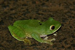 Boophis albilabris