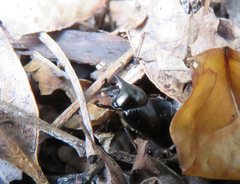 Onthophagus dunningi