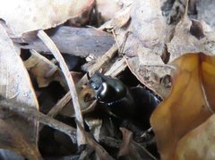 Onthophagus dunningi