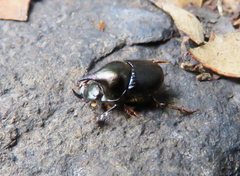 Onthophagus dunningi
