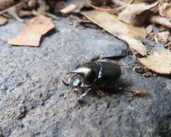 Onthophagus dunningi