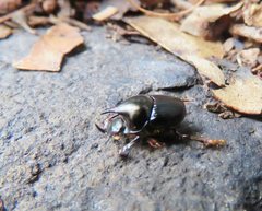 Onthophagus dunningi