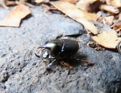 Onthophagus dunningi