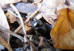 Onthophagus dunningi