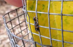 Tarsostenodes simulator
