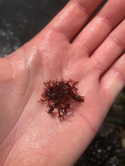 Callophyllis flabellulata