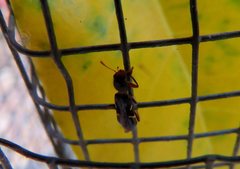 Tarsostenodes simulator