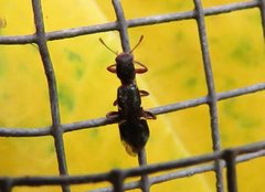 Tarsostenodes simulator