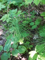Equisetum pratense image