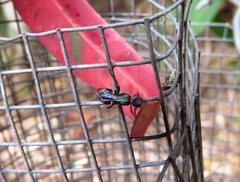 Tarsostenodes simulator