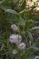 Salix boothii