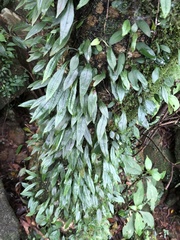 Lemmaphyllum diversum