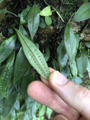 Lemmaphyllum diversum