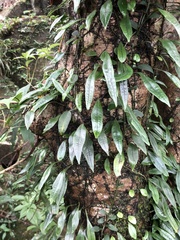 Lemmaphyllum diversum