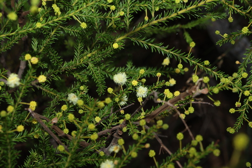 Image of Acacia brunioides by (c) Greg Tasney, some rights reserved (CC BY-SA)