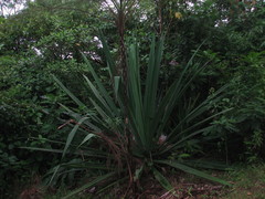 Furcraea