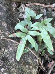 Dryopteris podophylla
