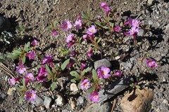 Diplacus torreyi