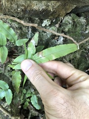 Dryopteris podophylla