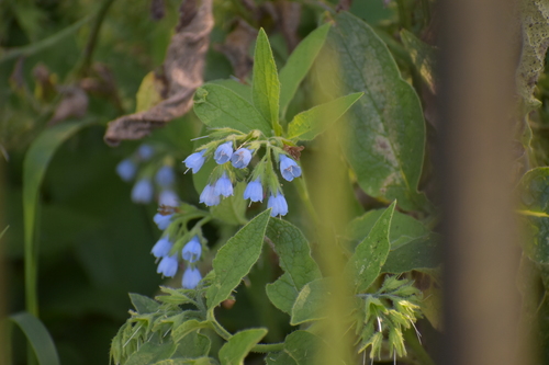 Symphytum caucasicum