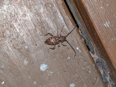 Plectrura spinicauda