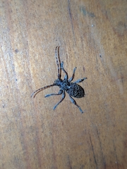 Plectrura spinicauda