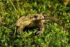 Caucasian Parsley Frog photo 4